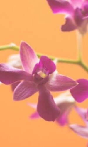 fiori-2